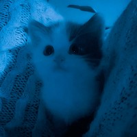 foreveralone, soulgêar - my little love