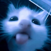 foreveralone - sad meow